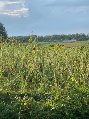 Grindina a făcut prăpăd la Dolhasca: peste o sută de acoperișuri de casă sunt afectate