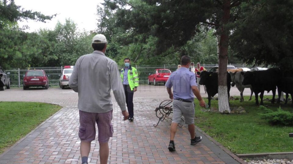 Fermierii de la Marginea se declară ajunși la exasperare și au venit cu vacile la primărie, chiar daca sunt conștienți că pot fi amendați Fermierii de la Marginea se declară ajunși la exasperare și au venit cu vacile la primărie, chiar daca sunt conștienți că pot fi amendați