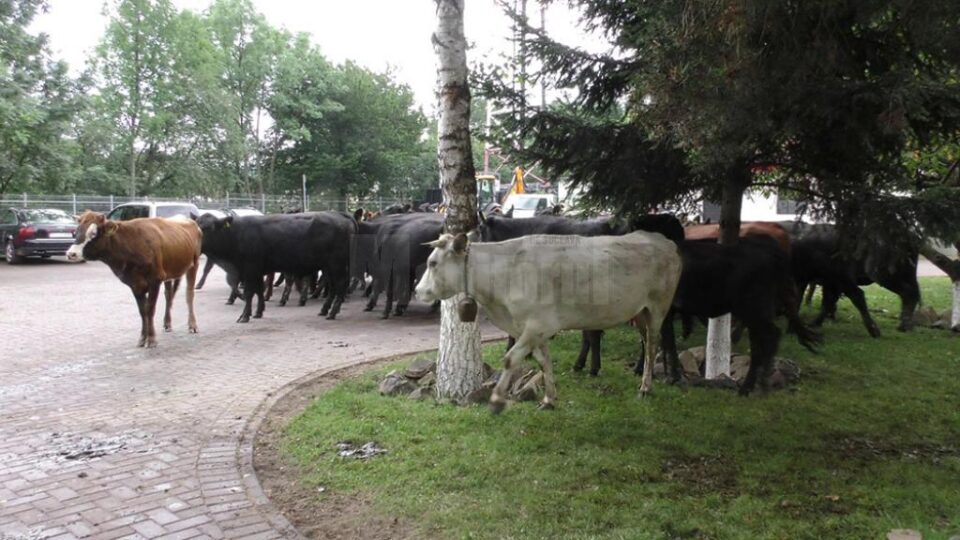 Fermierii de la Marginea se declară ajunși la exasperare și au venit cu vacile la primărie, chiar daca sunt conștienți că pot fi amendați