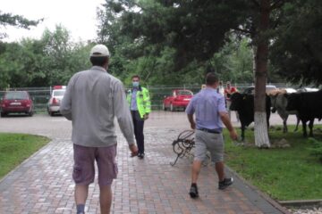 Fermierii de la Marginea se declară ajunși la exasperare și au venit cu vacile la primărie, chiar daca sunt conștienți că pot fi amendați