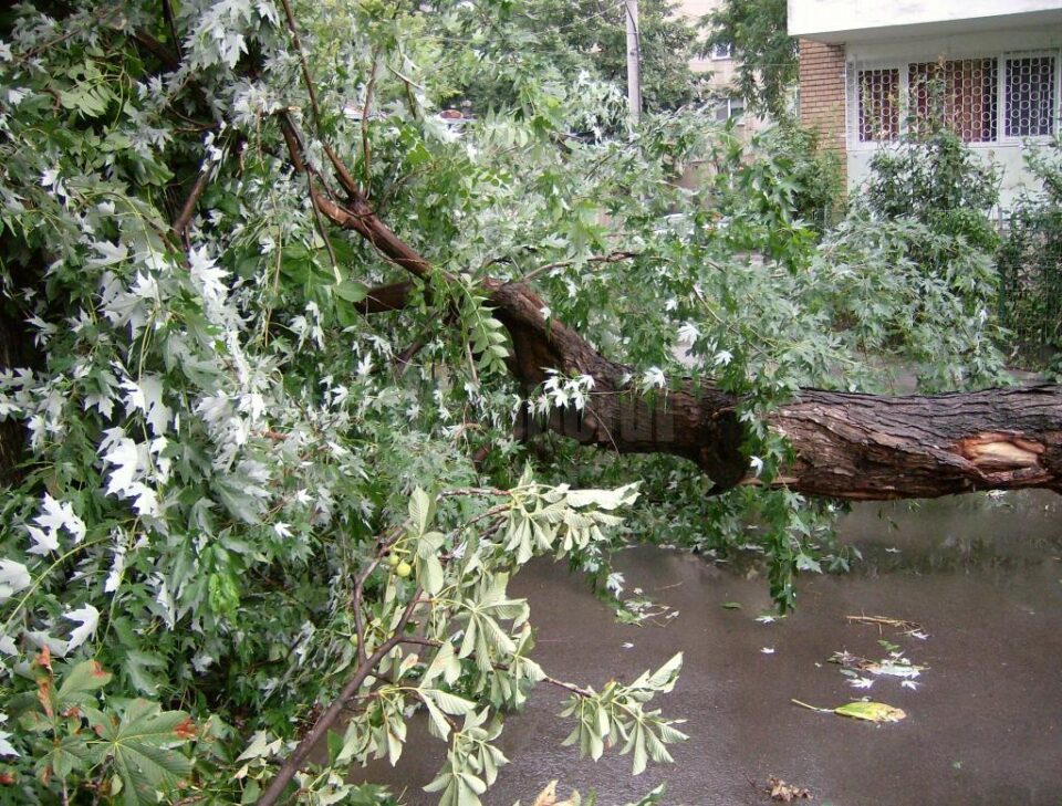 Vegetație cazuta peste rețeaua electrica