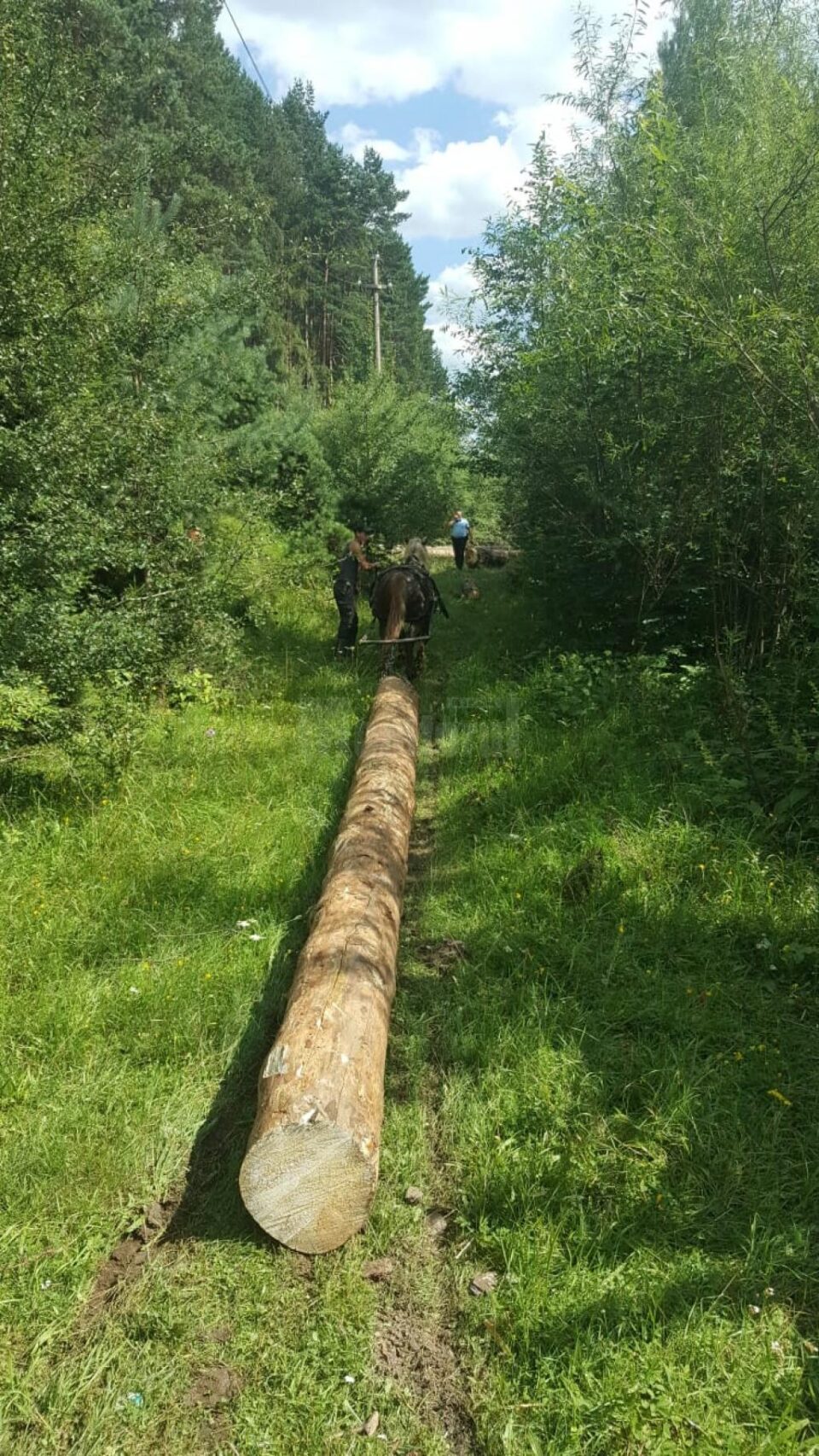 Flagrant la tăiat copaci în pădure