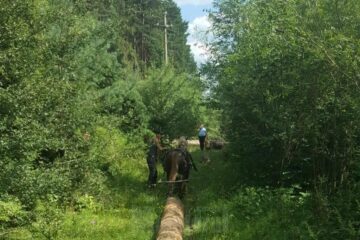 Flagrant la tăiat copaci în pădure