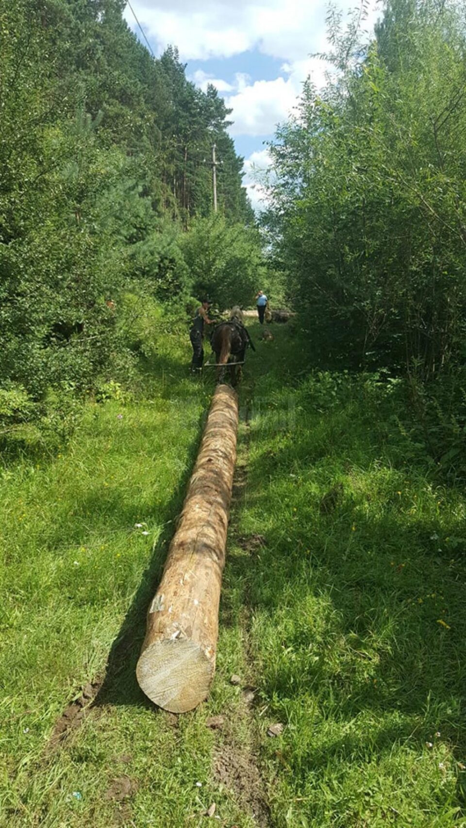 Flagrant la tăiat copaci în pădure Flagrant la tăiat copaci în pădure