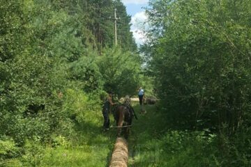 Flagrant la tăiat copaci în pădure