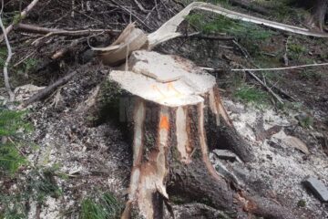 Cioate de arbori taiați ilegal la Moldovita