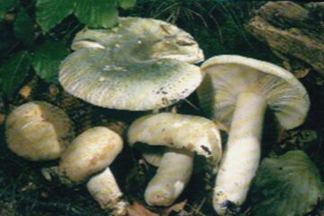 „Sărăcie neagră” (II)