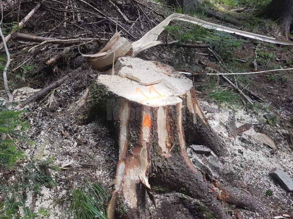Cioate de arbori tăiați ilegal la Moldovița