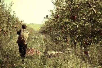 „Curs de pomicultură”