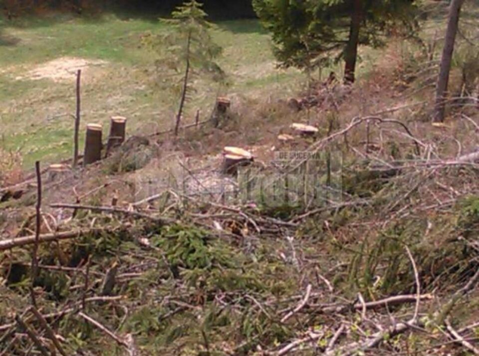 Aproape 60 de arbori tăiați ilegal, descoperiți la Sucevița