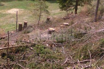 Aproape 60 de arbori tăiați ilegal, descoperiți la Sucevița