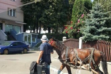 Prins cu căruța în Suceava, a luat calul și-a plecat, neavând bani de amendă