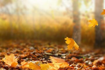 Un nou septembrie – bucuria reînceperii în unitate
