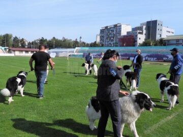 Singurul câine care promovează Bucovina – Ciobănescul Românesc de Bucovina, a fost duminică în centrul atenției a sute de iubitori de animale, pe stadionul Areni 5
