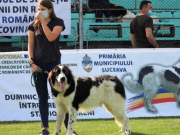 Singurul câine care promovează Bucovina – Ciobănescul Românesc de Bucovina, a fost duminică în centrul atenției a sute de iubitori de animale, pe stadionul Areni 3