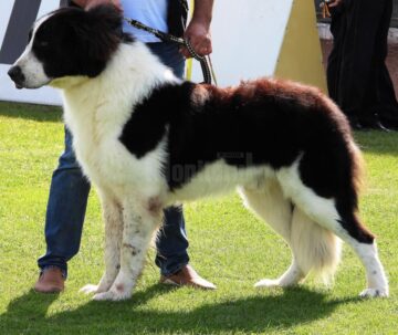 Singurul câine care promovează Bucovina – Ciobănescul Românesc de Bucovina, a fost duminică în centrul atenției a sute de iubitori de animale, pe stadionul Areni 6