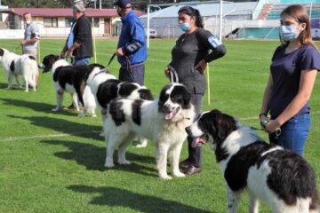 Singurul câine care promovează Bucovina – Ciobănescul Românesc de Bucovina, a fost duminică în centrul atenției a sute de iubitori de animale, pe stadionul Areni
