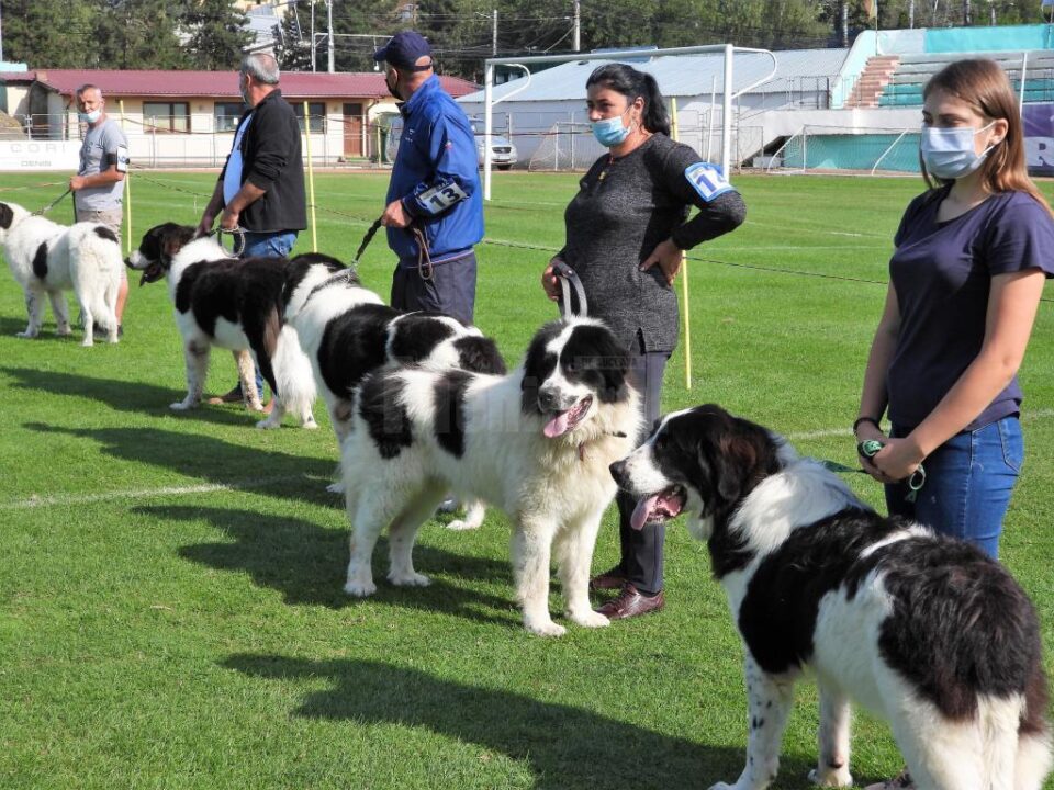 Singurul câine care promovează Bucovina – Ciobănescul Românesc de Bucovina, a fost duminică în centrul atenției a sute de iubitori de animale, pe stadionul Areni