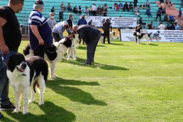 Singurul câine care promovează Bucovina – Ciobănescul Românesc de Bucovina, a fost duminică în centrul atenției a sute de iubitori de animale, pe stadionul Areni