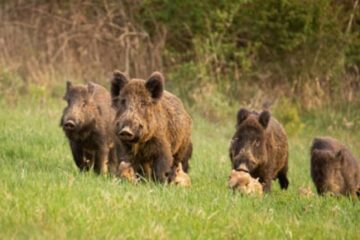 Speriată de porcii mistreți, o femeie s-a rătăcit în pădure la Dolhasca