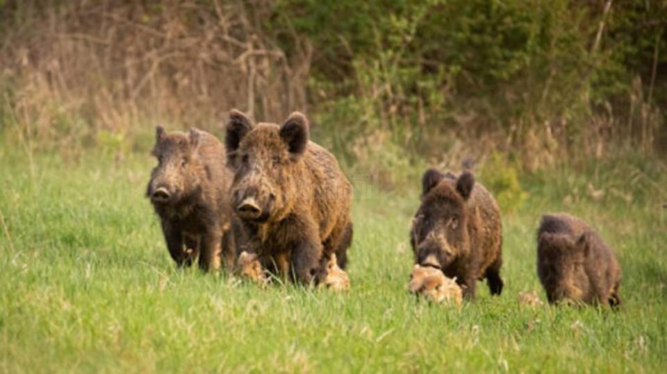 Speriată de porci mistreți, o femeie s-a rătăcit în pădure la Dolhasca