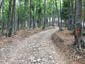 A doua ediție a concursului de ciclism montan Bucovina MTB