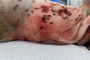 Câinele este în viață la o clinică din Suceava