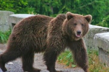 Jandarmii au fost solicitați pentru îndepărtarea unui urs