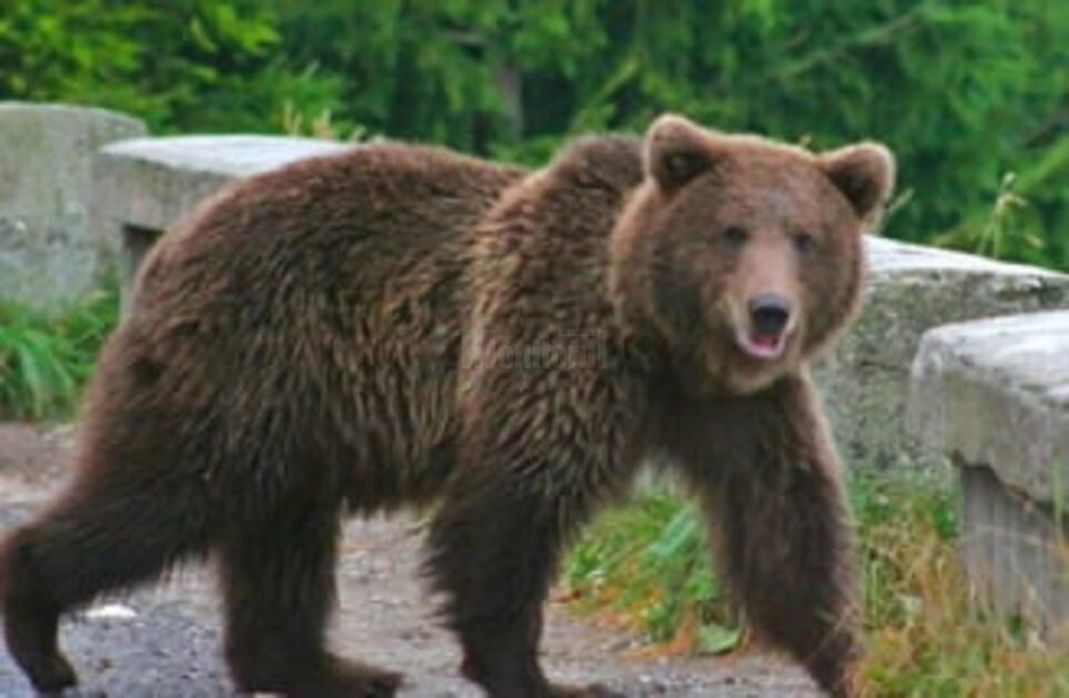 Jandarmii au fost solicitați pentru îndepărtarea unui urs Jandarmii au fost solicitați pentru îndepărtarea unui urs