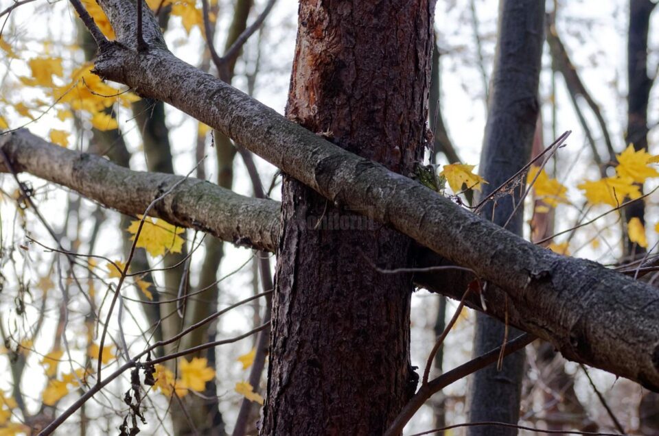In cadere copacul l-a lovit puternic la cap pe barbatul de 29 de ani In cadere copacul l-a lovit puternic la cap pe barbatul de 29 de ani