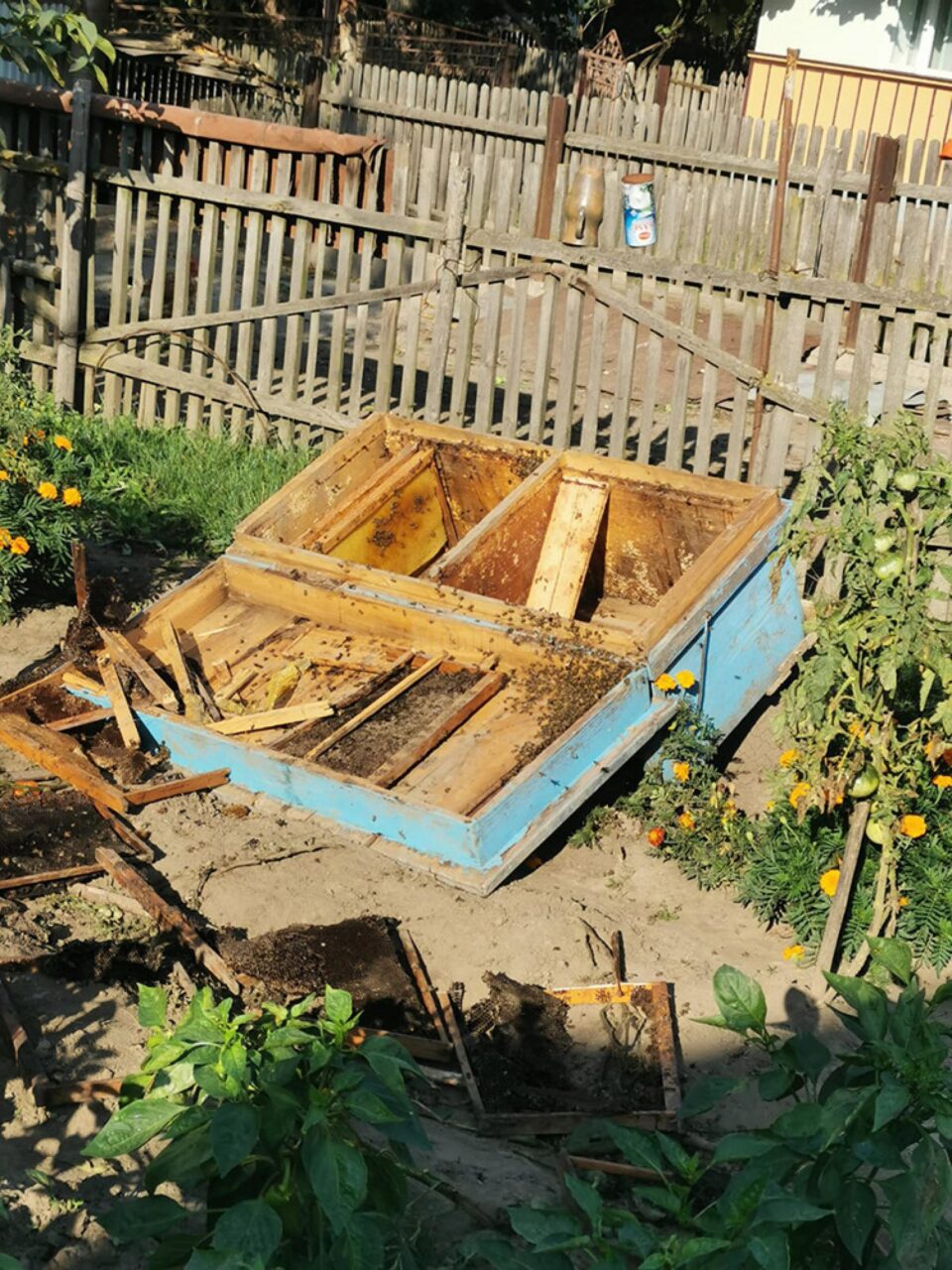 Un urs a intrat în câteva gospodării din Milișăuți și a ucis mai multe animale