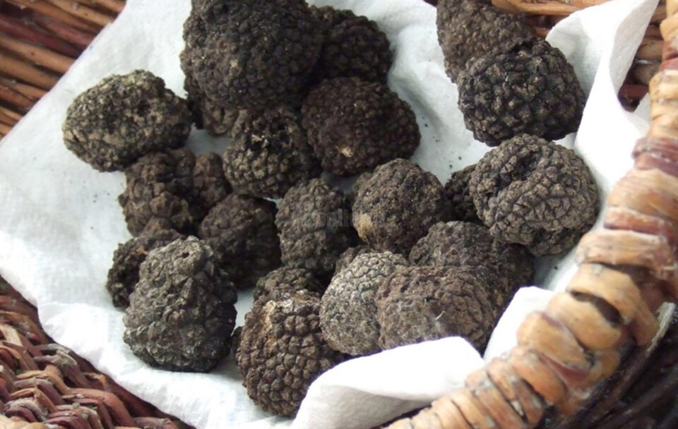 Trufele negre au fost confiscate