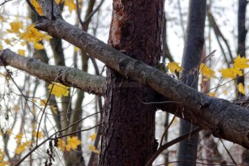 S-a stins la spital, după ce fusese lovit la cap de un arbore în cădere