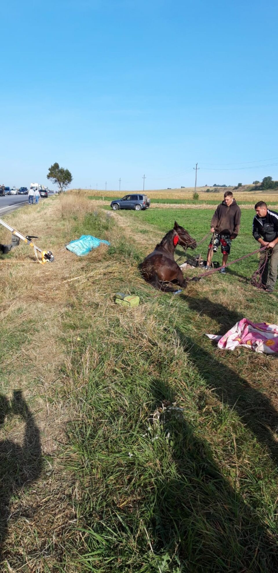 Animalul are rani grave si va fi vazut de un medic veterinar