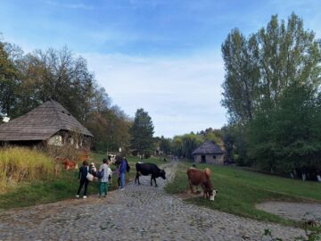 Văcuțele Bălțate românești, noile atracții de la Muzeul Satului Bucovinean