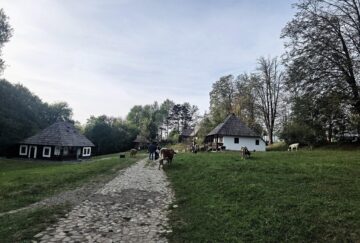 Văcuțele Bălțate românești, noile atracții de la Muzeul Satului Bucovinean