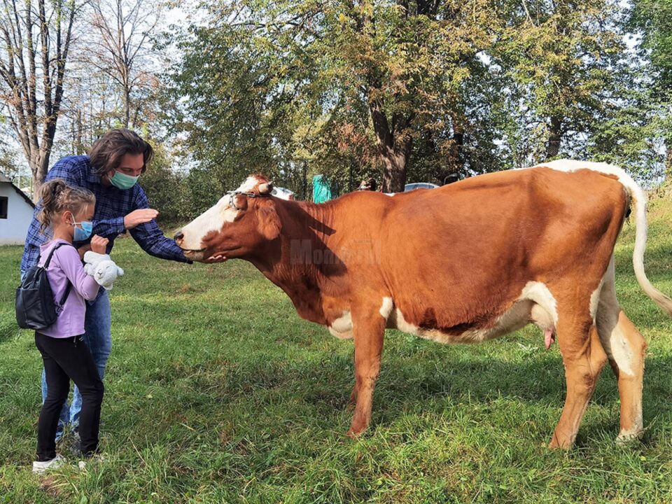 Văcuțele Bălțate românești, noile atracții de la Muzeul Satului Bucovinean