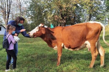 Văcuțele Bălțate românești, noile atracții de la Muzeul Satului Bucovinean