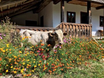 Văcuțele Bălțate românești, noile atracții de la Muzeul Satului Bucovinean