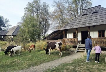 Văcuțele Bălțate românești, noile atracții de la Muzeul Satului Bucovinean