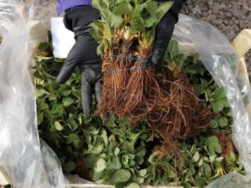Stoloni de căpșuni gata de plantare în perioada toamnei