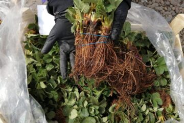 Stoloni de căpșuni gata de plantare în perioada toamnei