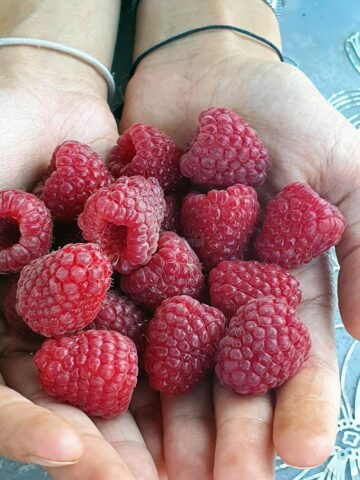 Soi de zmeură dulce și aromată, provenit din pepinieră
