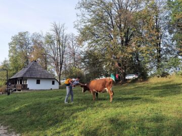 Văcuțele Bălțate românești, noile atracții de la Muzeul Satului Bucovinean