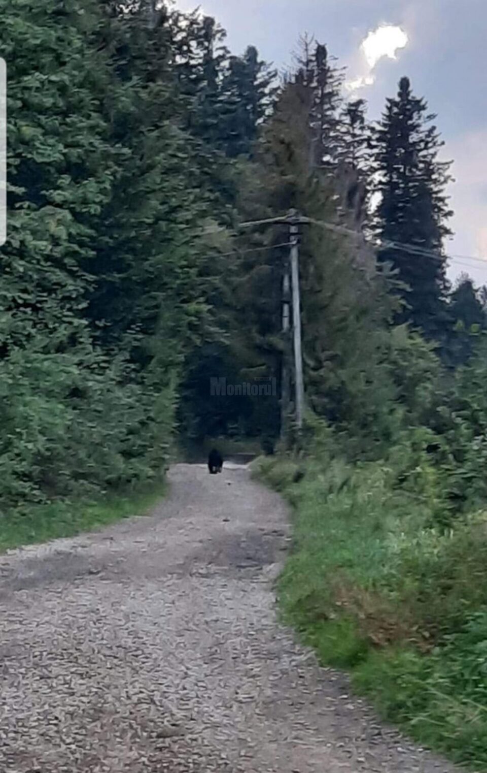 O ursoaică cu pui a fost văzută în mai multe rânduri în zona Todirești