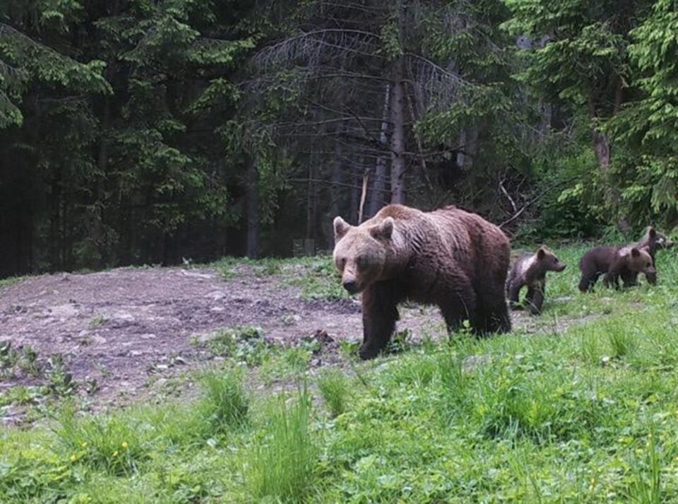 O ursoaică cu pui a fost văzută în mai multe rânduri în zona Todirești