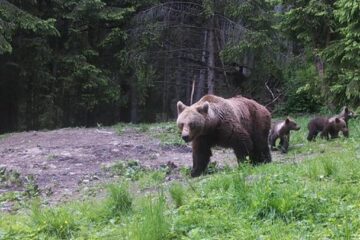O ursoaică cu pui a fost văzută în mai multe rânduri în zona Todirești
