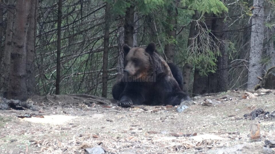 O ursoaică cu pui a fost văzută în mai multe rânduri în zona Todirești