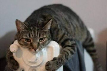 Pregătirile pentru furnizarea căldurii în sezonul rece 2020-2021 încep în municipiul Suceava