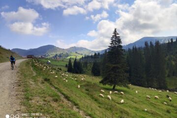 La Izvoarele Sucevei, fâșia verde este la doi pași